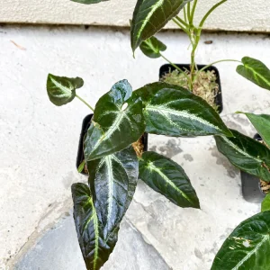 Syngonium Rayii Dark Green Live Plant - Velvety Arrowhead Vine, Compact Indoor - Image 3