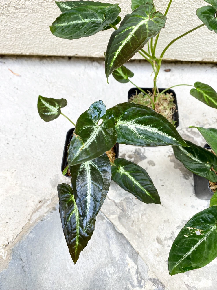 Syngonium Rayii Dark Green Live Plant - Velvety Arrowhead Vine, Compact Indoor - Image 3