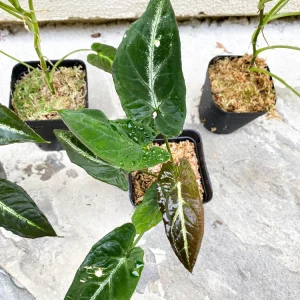 Syngonium Rayii Dark Green Live Plant - Velvety Arrowhead Vine, Compact Indoor - Image 4