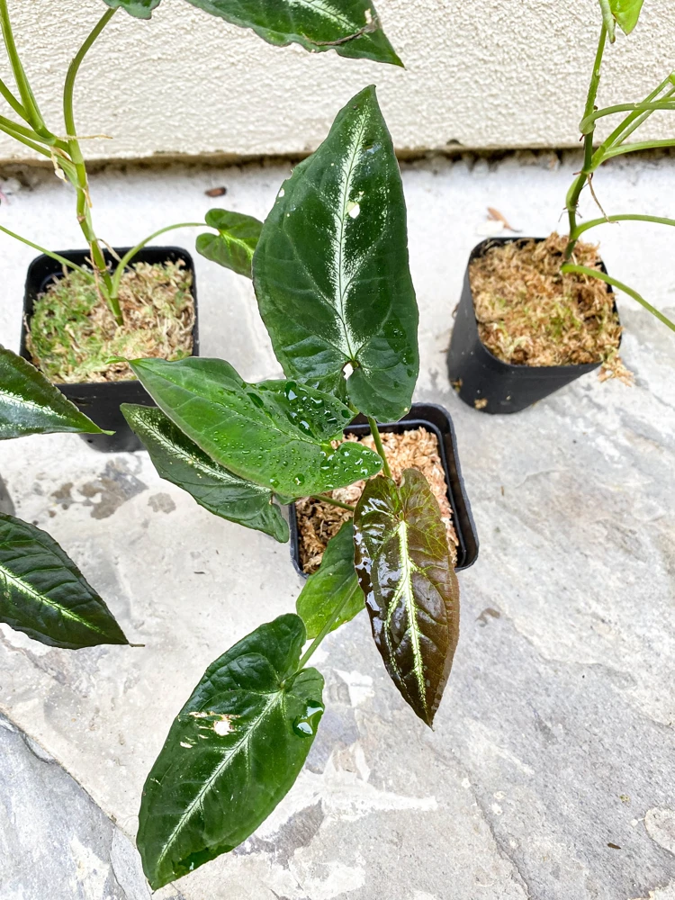 Syngonium Rayii Dark Green Live Plant - Velvety Arrowhead Vine, Compact Indoor - Image 4