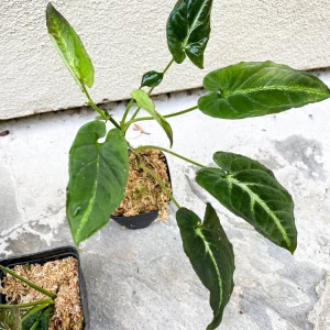 Syngonium Rayii Dark Green Live Plant - Velvety Arrowhead Vine, Compact Indoor - Image 5