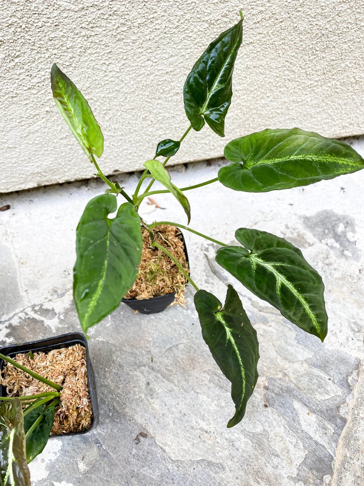 Syngonium Rayii Dark Green Live Plant - Velvety Arrowhead Vine, Compact Indoor - Image 5
