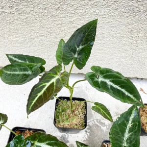 Syngonium Rayii Dark Green Live Plant - Velvety Arrowhead Vine, Compact Indoor - Image 6