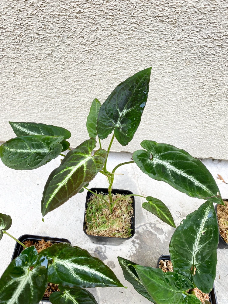 Syngonium Rayii Dark Green Live Plant - Velvety Arrowhead Vine, Compact Indoor - Image 6