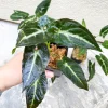 Syngonium Rayii Dark Green Live Plant - Velvety Arrowhead Vine, Compact Indoor - Image 1