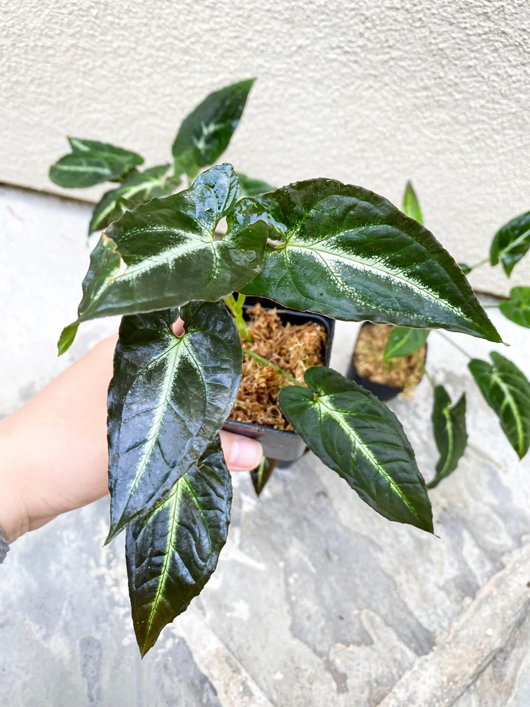 Syngonium Rayii Dark Green Live Plant - Velvety Arrowhead Vine, Compact Indoor - Image 1