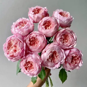 Taoran Rose Live Plant - Fragrant Orange-Pink Hybrid Tea Rose Bush - Multi-Season Blooming - Image 2