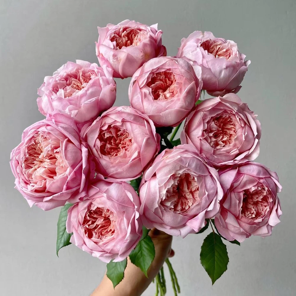 Taoran Rose Live Plant - Fragrant Orange-Pink Hybrid Tea Rose Bush - Multi-Season Blooming - Image 2