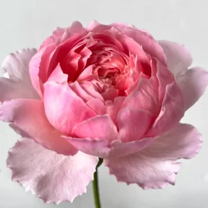 Taoran Rose Live Plant - Fragrant Orange-Pink Hybrid Tea Rose Bush - Multi-Season Blooming - Image 3