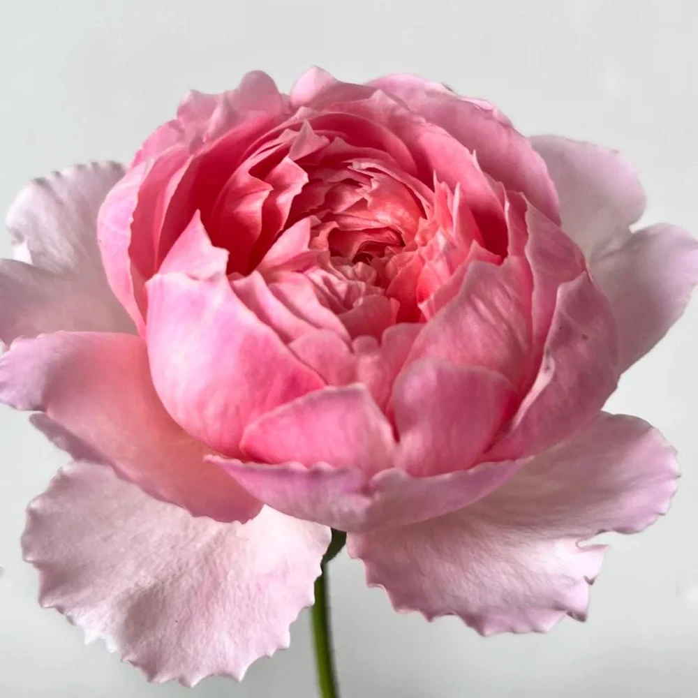 Taoran Rose Live Plant - Fragrant Orange-Pink Hybrid Tea Rose Bush - Multi-Season Blooming - Image 3