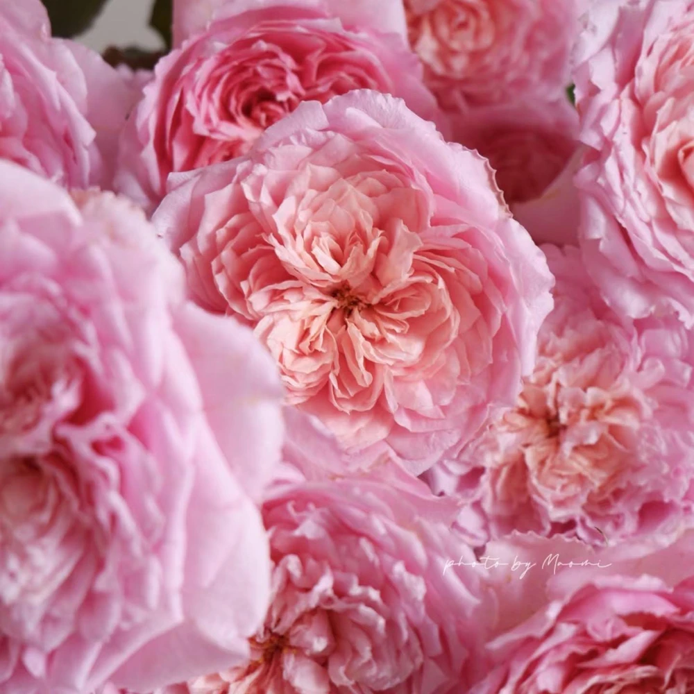Taoran Rose Live Plant - Fragrant Orange-Pink Hybrid Tea Rose Bush - Multi-Season Blooming - Image 4
