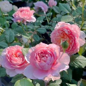 Taoran Rose Live Plant - Fragrant Orange-Pink Hybrid Tea Rose Bush - Multi-Season Blooming - Image 5