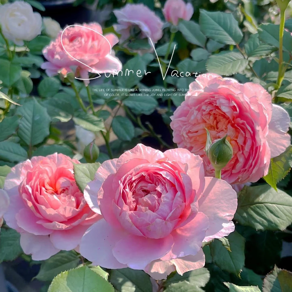 Taoran Rose Live Plant - Fragrant Orange-Pink Hybrid Tea Rose Bush - Multi-Season Blooming - Image 5