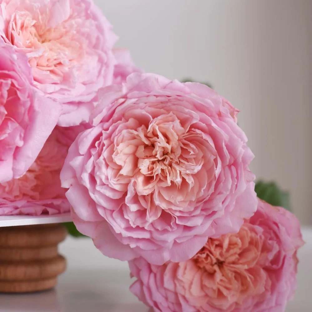 Taoran Rose Live Plant - Fragrant Orange-Pink Hybrid Tea Rose Bush - Multi-Season Blooming - Image 6
