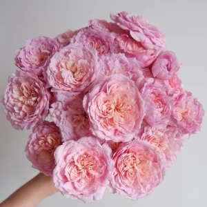 Taoran Rose Live Plant - Fragrant Orange-Pink Hybrid Tea Rose Bush - Multi-Season Blooming - Image 1