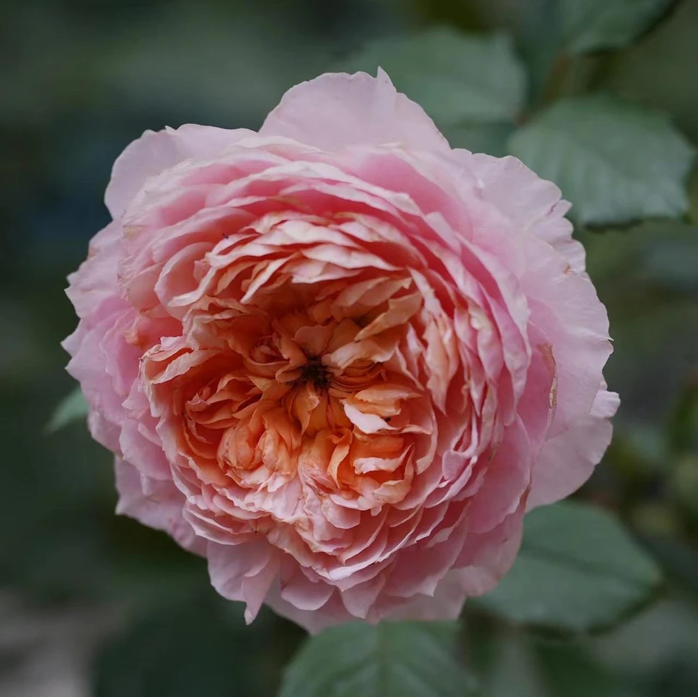 Taoran Rose Live Plant - Fragrant Orange-Pink Hybrid Tea Rose Bush - Multi-Season Blooming - Image 7