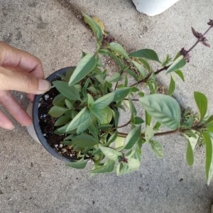 Thai Basil Live Plant - 4 Inch Pot - Aromatic Herb for Cooking & Garden - Image 1