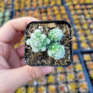 Thimble Cactus Live Plant - Mammillaria gracilis fragilis - 2 inch pot - Indoor - Image 10