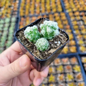 Thimble Cactus Live Plant - Mammillaria gracilis fragilis - 2 inch pot - Indoor - Image 11