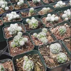 Thimble Cactus Live Plant - Mammillaria gracilis fragilis - 2 inch pot - Indoor - Image 12