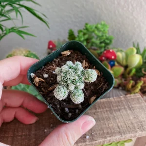 Thimble Cactus Live Plant - Mammillaria gracilis fragilis - 2 inch pot - Indoor - Image 7