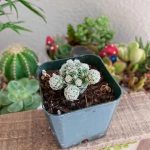 Thimble Cactus Live Plant - Mammillaria gracilis fragilis - 2 inch pot - Indoor - Image 8