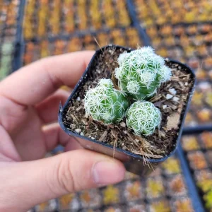 Thimble Cactus Live Plant - Mammillaria gracilis fragilis - 2 inch pot - Indoor - Image 9