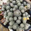 Thimble Cactus Live Plant - Mammillaria gracilis fragilis - 2 inch pot - Indoor - Image 1