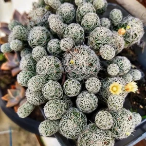Thimble Cactus Live Plant - Mammillaria gracilis fragilis - 2 inch pot - Indoor - Image 1