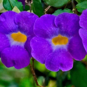 Thunbergia Erecta King's Mantle Purple Live Plant Cuttings - 7 Unrooted 6