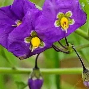 Thunbergia Erecta King's Mantle Purple Live Plant Cuttings - 7 Unrooted 6
