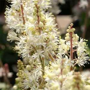 Tiarella 'Running Tapestry' Foam Flower - Native Shade Perennial Live Plant - 3 inch Pot - Image 3