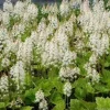 Tiarella 'Running Tapestry' Foam Flower - Native Shade Perennial Live Plant - 3 inch Pot - Image 1