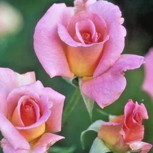 Tiffany Hybrid Tea Rose Bush Live Plant 1-2 ft Pink Flower Outdoor - Image 2