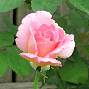 Tiffany Hybrid Tea Rose Bush Live Plant 1-2 ft Pink Flower Outdoor - Image 3