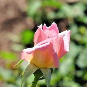 Tiffany Hybrid Tea Rose Bush Live Plant 1-2 ft Pink Flower Outdoor - Image 5