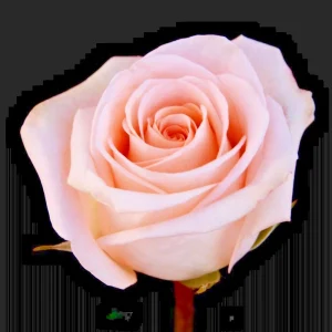Tiffany Hybrid Tea Rose Bush Live Plant 1-2 ft Pink Flower Outdoor - Image 6