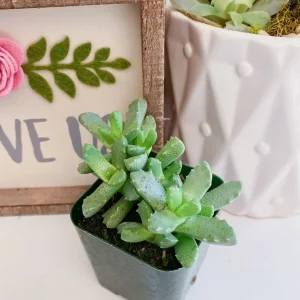 Tiger Jaw Succulent Live Plant – Faucaria felina – 2 inch Pot – Indoor/Outdoor - Image 8