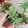Tiger Jaw Succulent Live Plant – Faucaria felina – 2 inch Pot – Indoor/Outdoor - Image 1