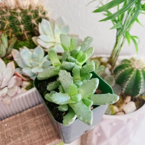 Tiger Jaw Succulent Plant - Faucaria felina Live Plant - 2 inch Pot - Image 8