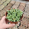 Tiger Jaw Succulent Plant - Faucaria felina Live Plant - 2 inch Pot - Image 1