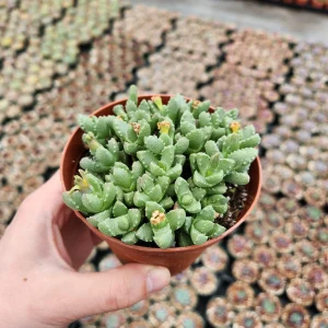 Tiger Jaw Succulent Plant - Faucaria felina Live Plant - 2 inch Pot - Image 1