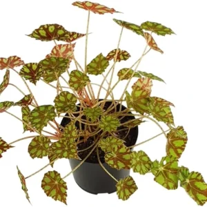Tiger Paws Begonia Live Plant – Eyelash Begonia – 4 inch Pot – Indoor Houseplant - Image 2