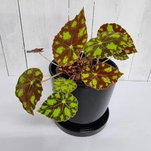 Tiger Paws Begonia Live Plant – Eyelash Begonia – 4 inch Pot – Indoor Houseplant - Image 6