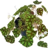 Tiger Paws Begonia Live Plant – Eyelash Begonia – 4 inch Pot – Indoor Houseplant - Image 1