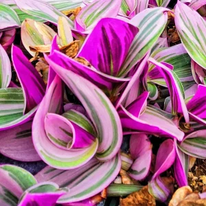 Tradescantia Nanouk Variegated Live House Plant - 2