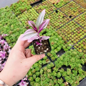 Tradescantia Nanouk Variegated Live House Plant - 2