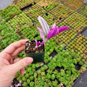 Tradescantia Nanouk Variegated Live House Plant - 2