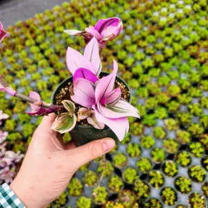 Tradescantia Nanouk Variegated Live House Plant - 2