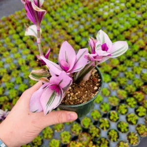 Tradescantia Nanouk Variegated Live House Plant - 2